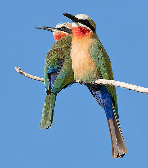 White-fronted Bee-eater